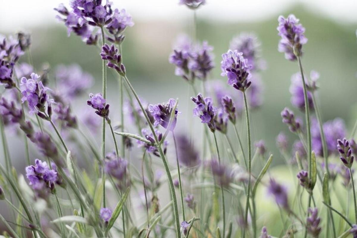 en bukett lilla blomster i et felt