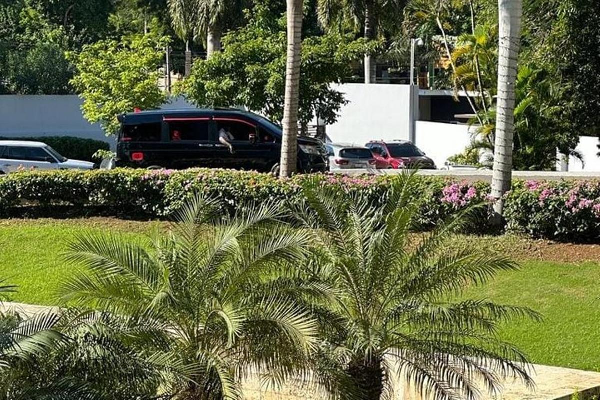 un paio di palme in un parcheggio