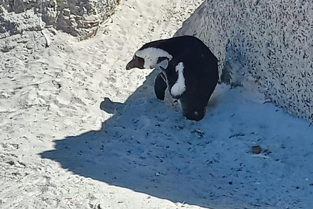 seekor panda hitam putih berjalan di salju