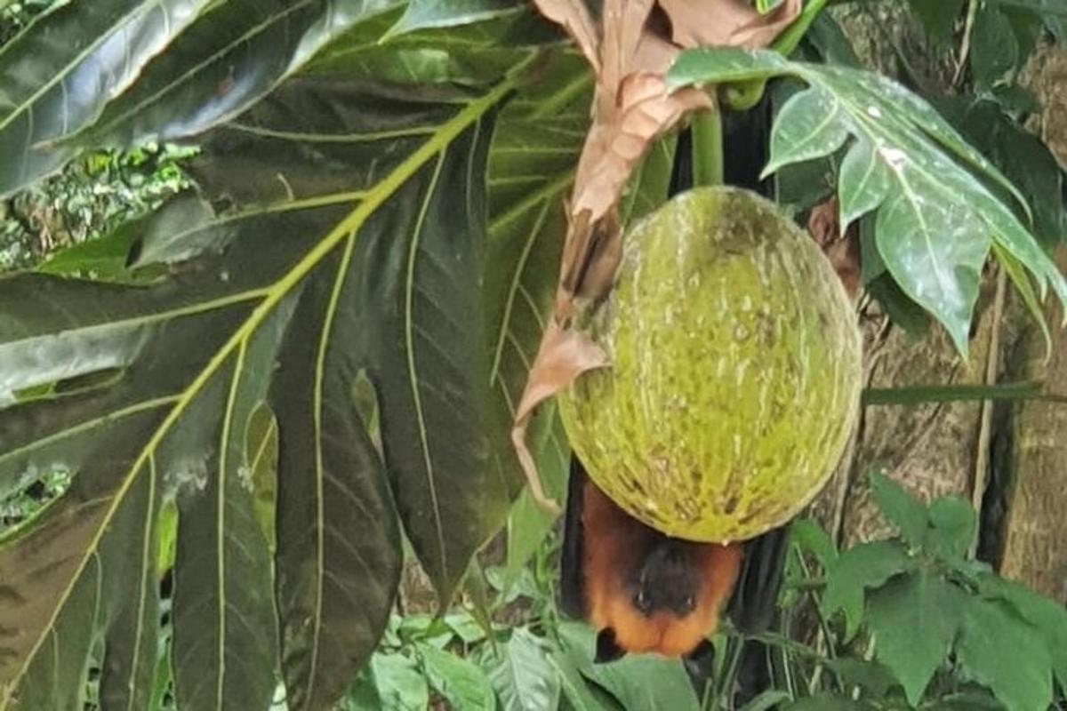 a large green melon hanging from a tree