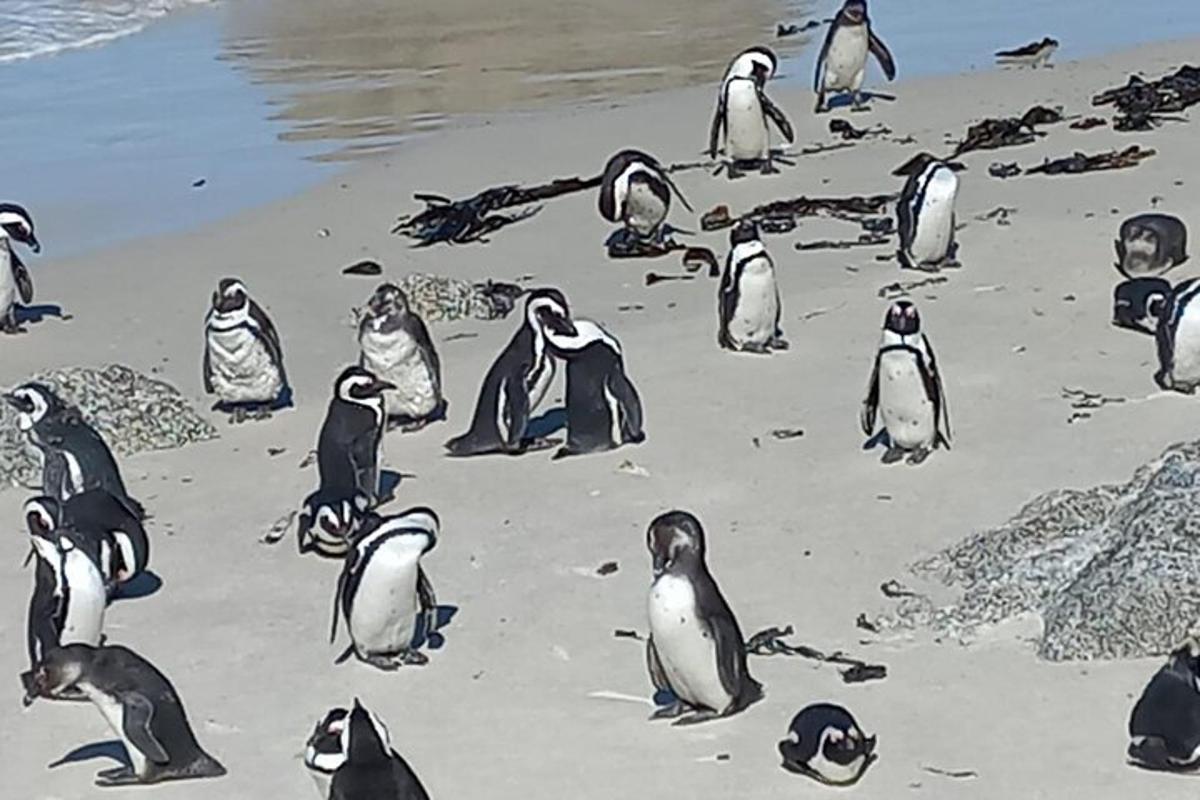 sekelompok penguin duduk di pantai