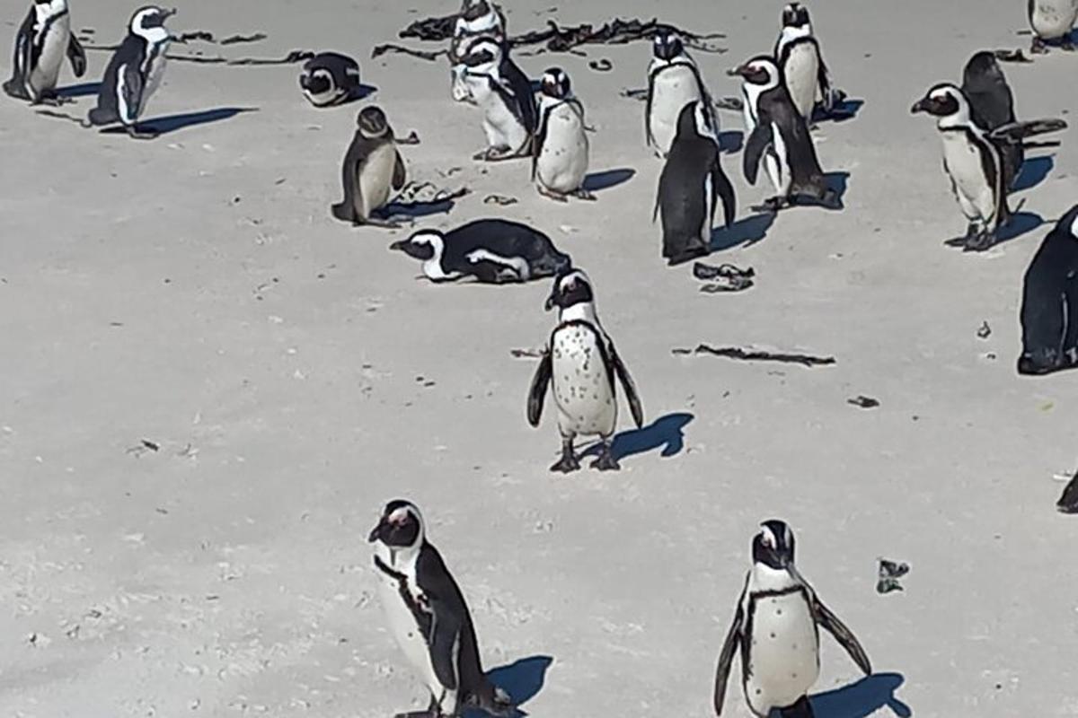 sekelompok penguin berjalan di pantai