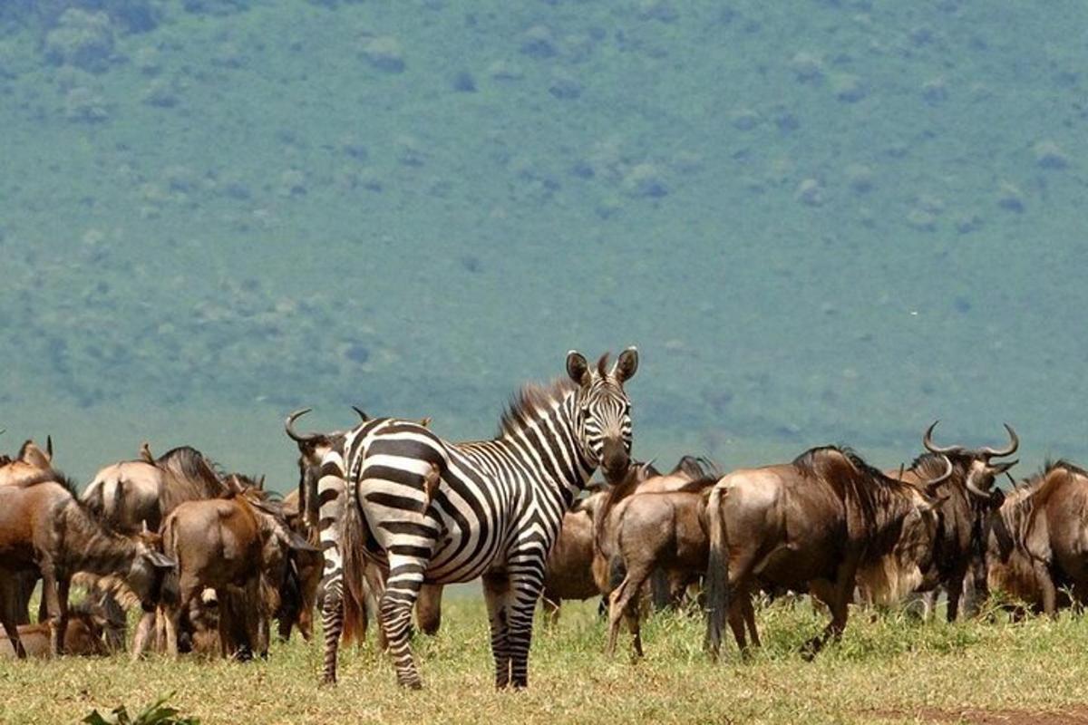 a zebra standing in front of a herd of animals