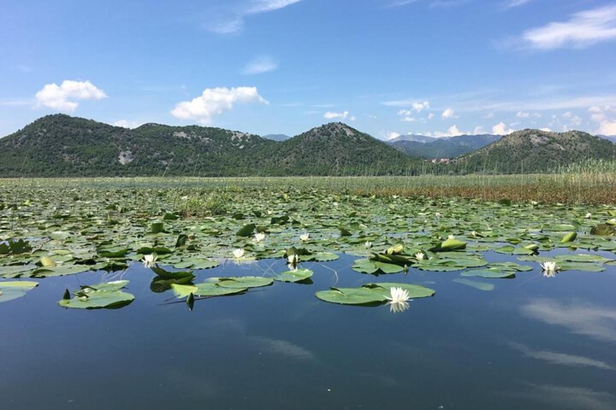 un lago pieno di tante ninfee verdi