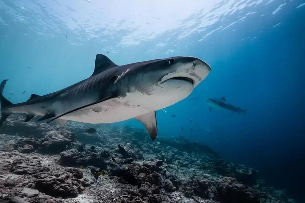 a shark swimming in the ocean next to the reef