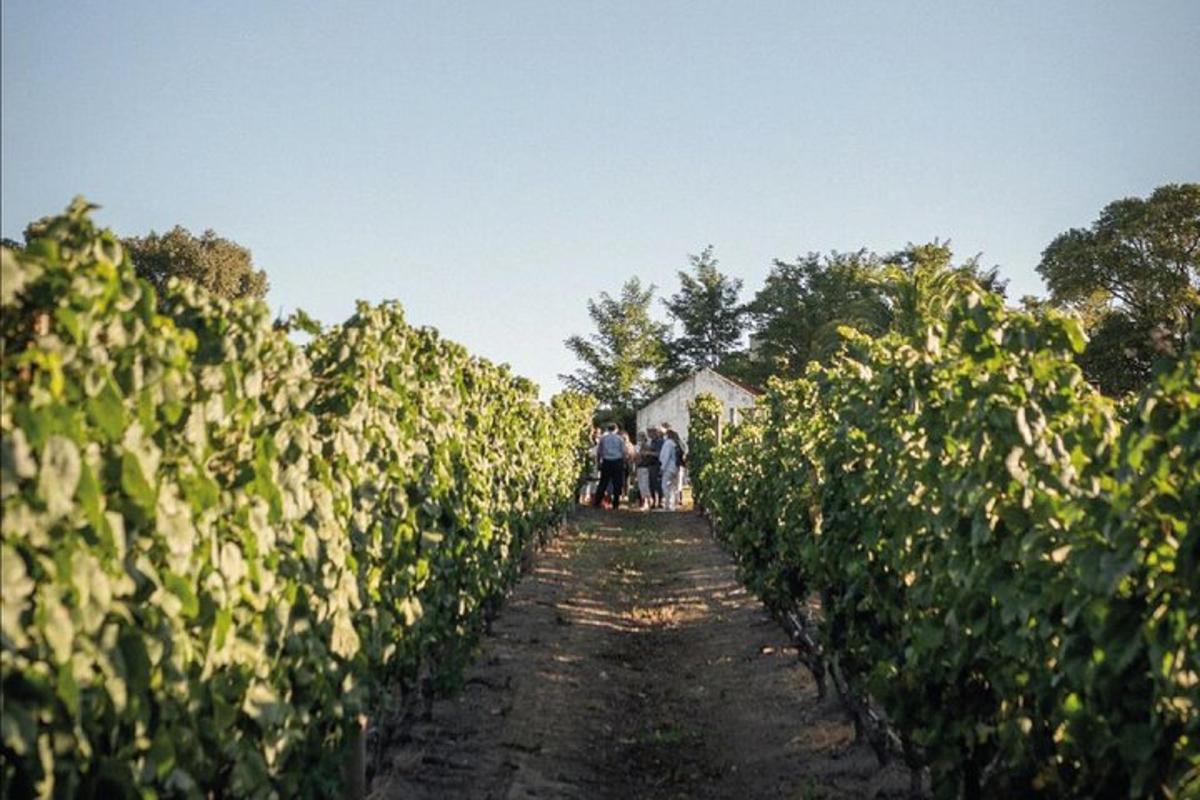 a group of people walking through a corn field