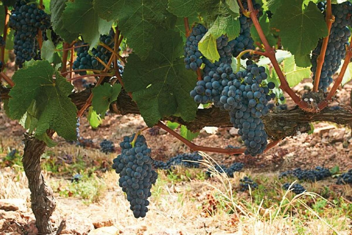a bunch of grapes hanging from a tree