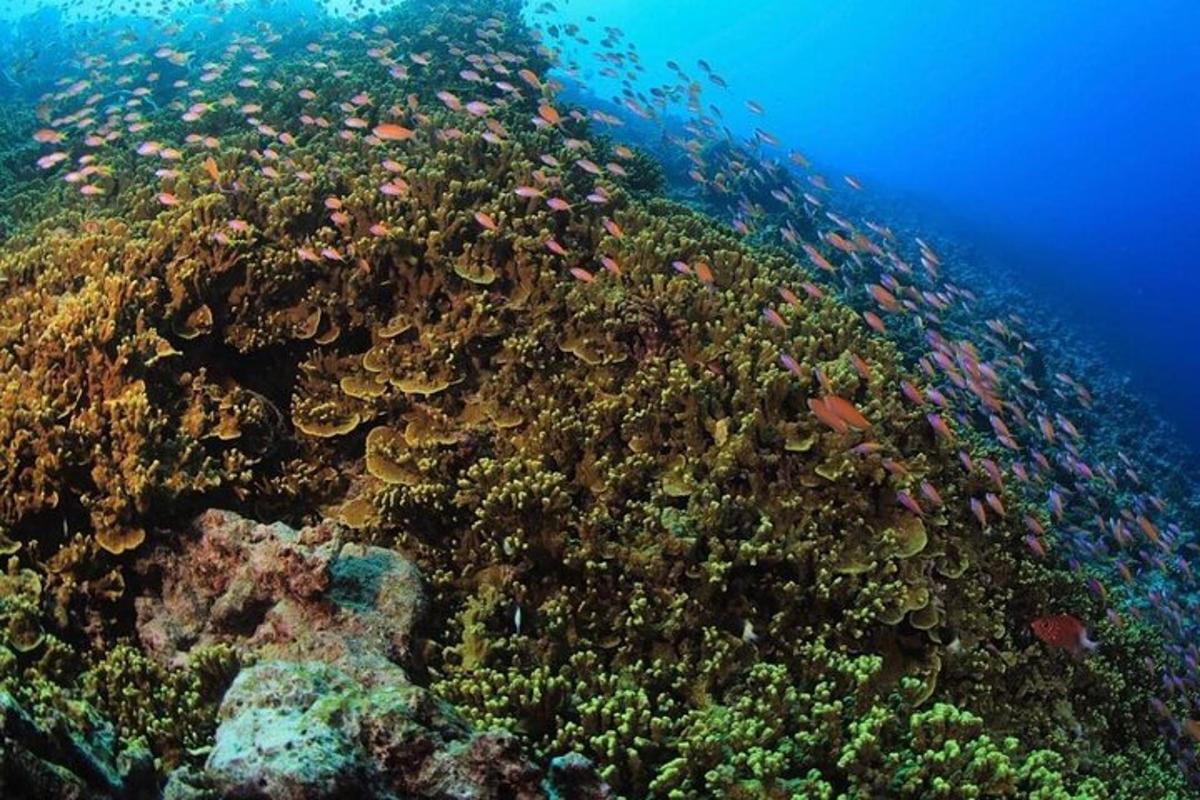 a coral reef with lots of fish on it