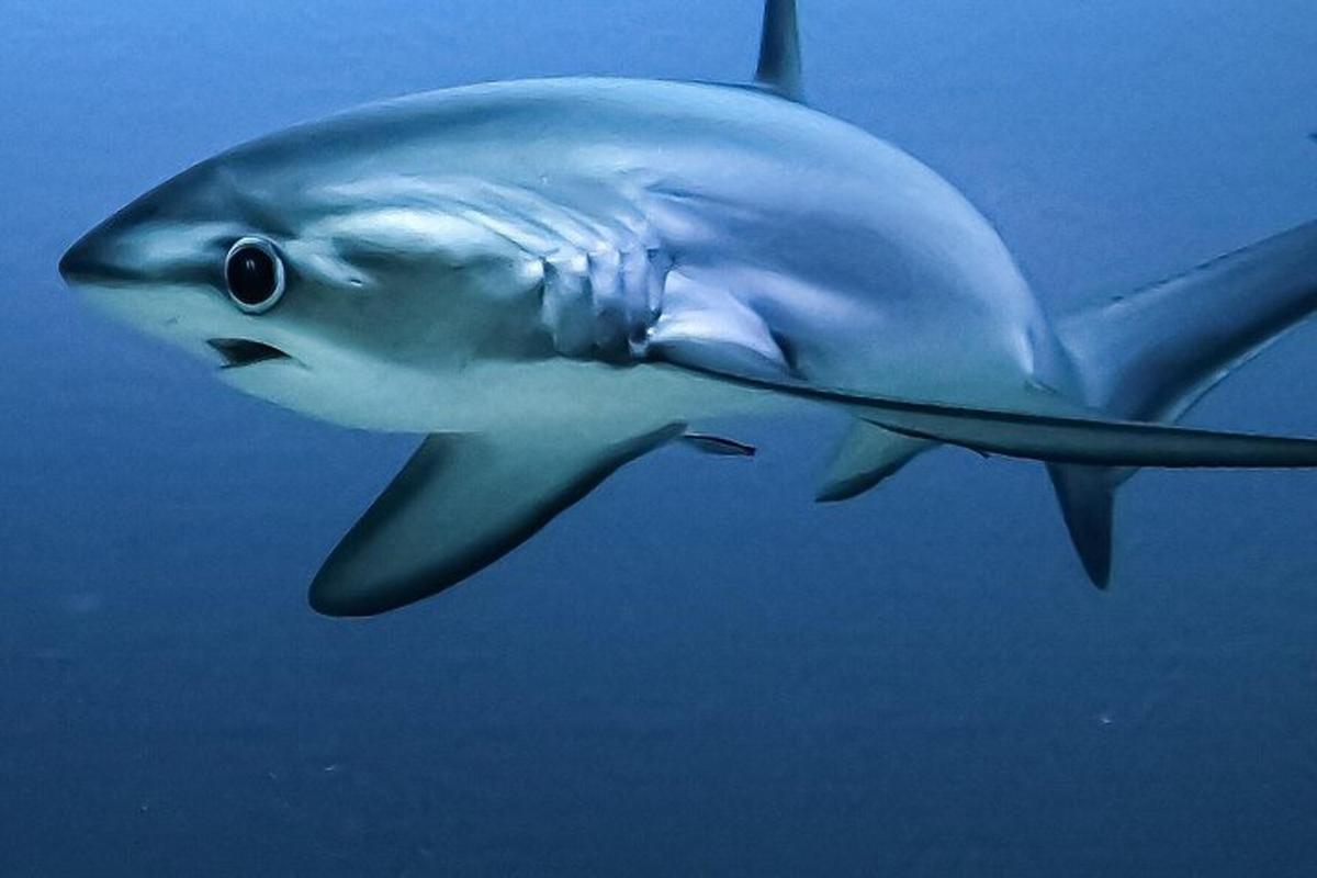 a shark is swimming in the water
