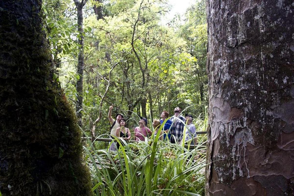 un gruppo di persone che camminano in una foresta