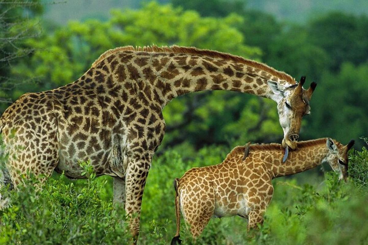 eine Giraffenmutter steht neben einem Giraffenbaby