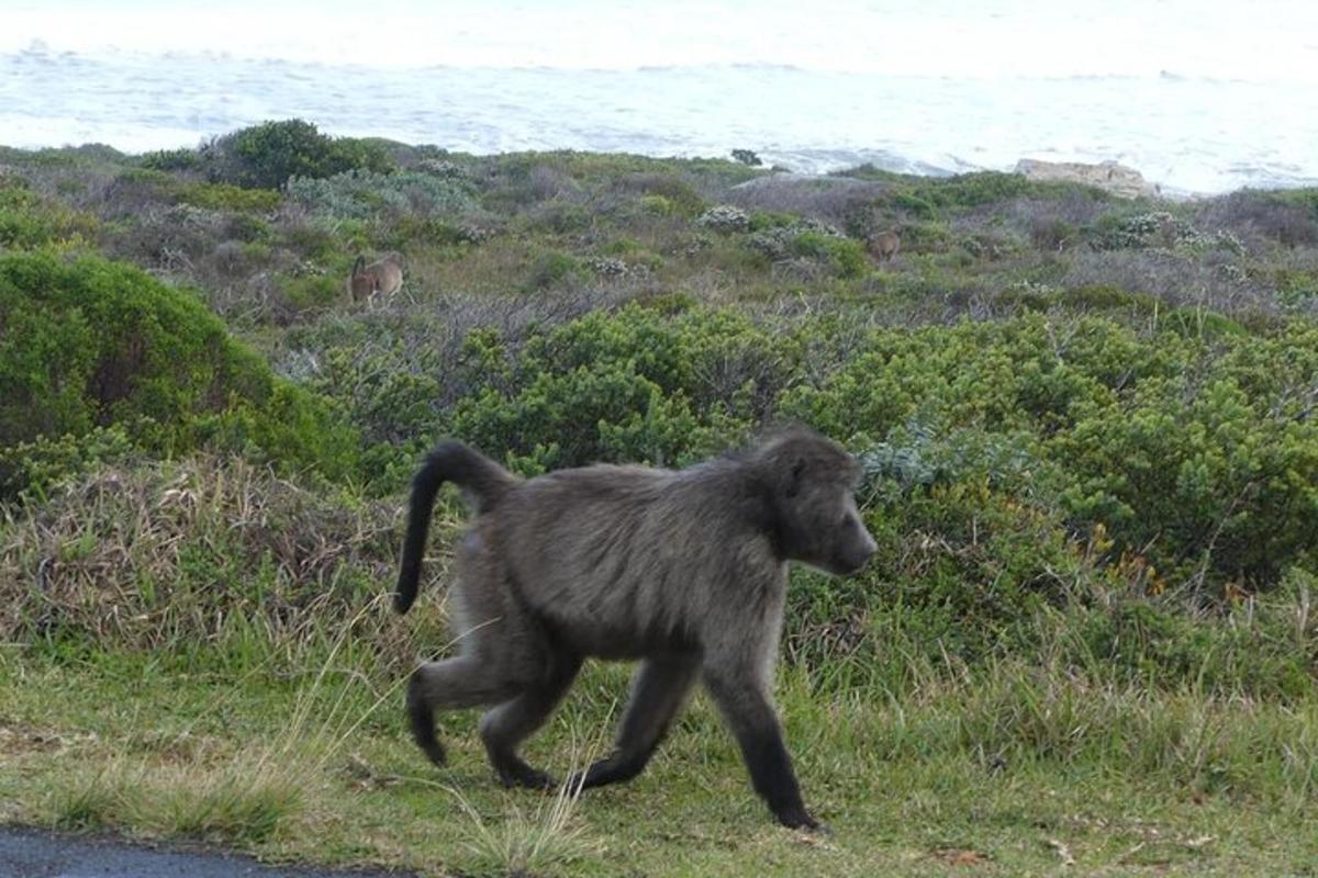 a baby monkey walking on the side of a road