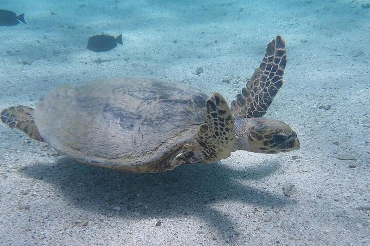 una tortuga verda nedant a l'aigua