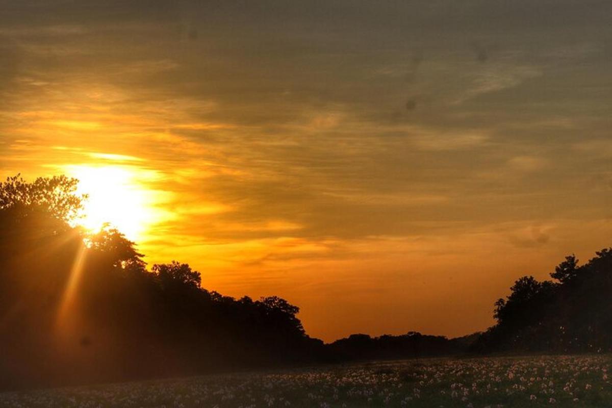 un tramonto su un campo con il sole nel cielo