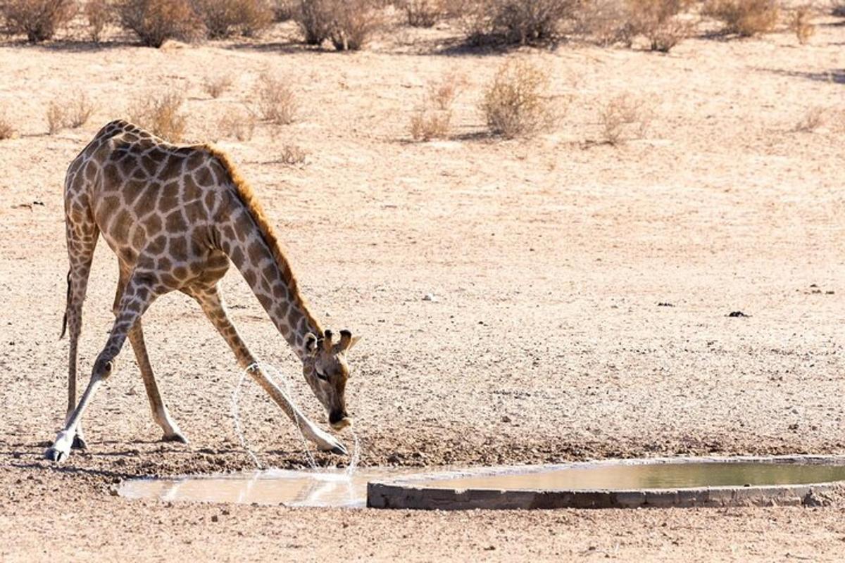 una girafa bevent aigua d'un bassal