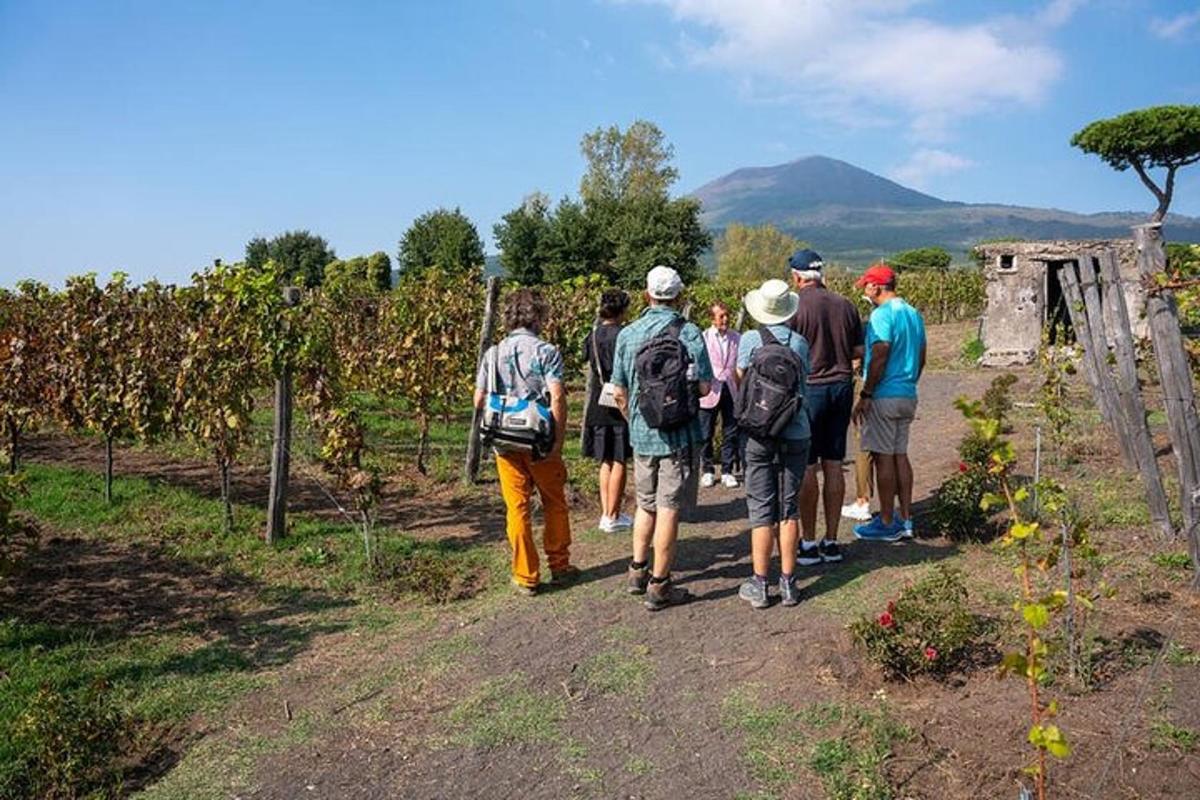 un gruppo di persone che cammina lungo un sentiero in un vigneto