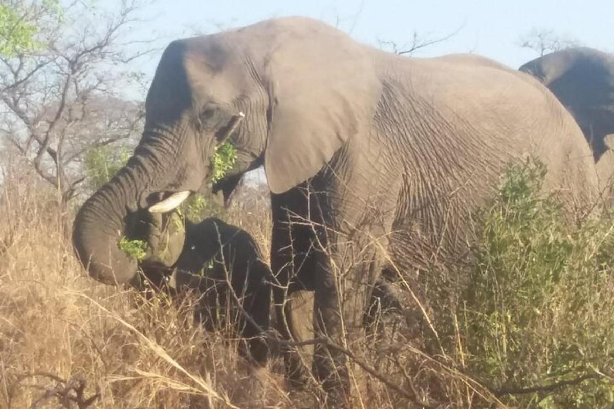Un elefante está parado en la hierba alta.