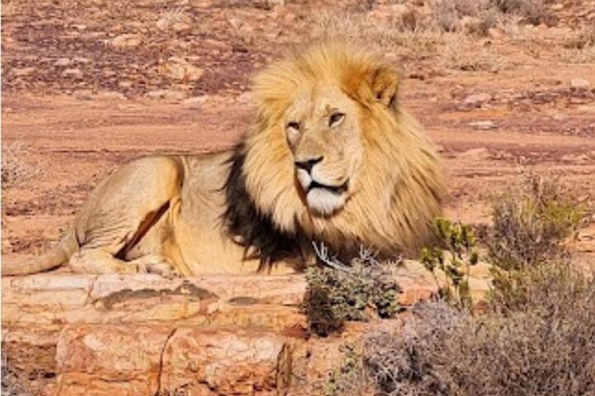 un lleó estirat sobre una roca al desert