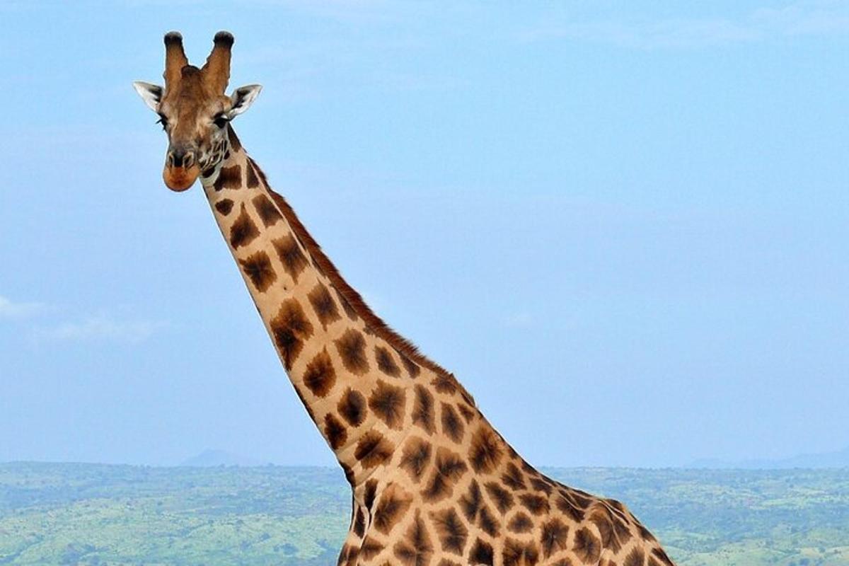 žirafa stojící před modrou oblohou