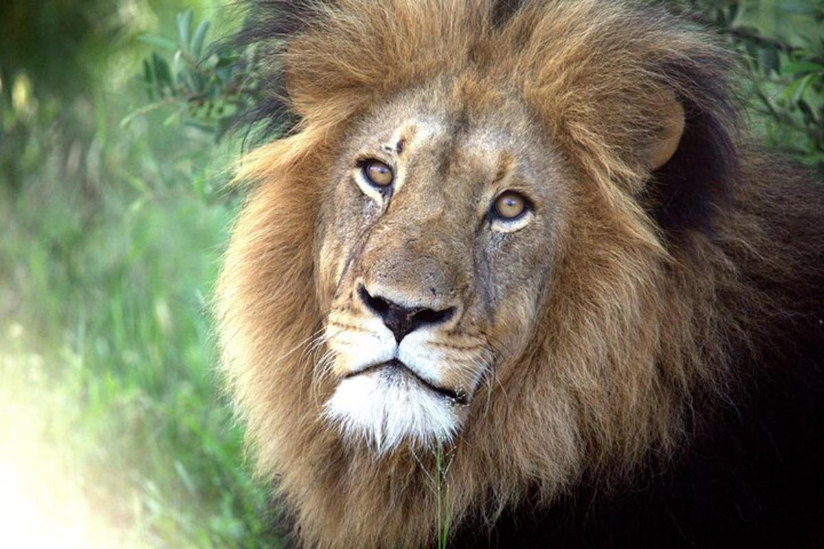 a close up of a lion with