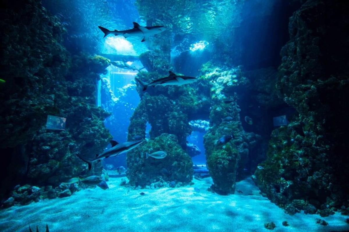 un aquari submarí amb peixos a l'aigua