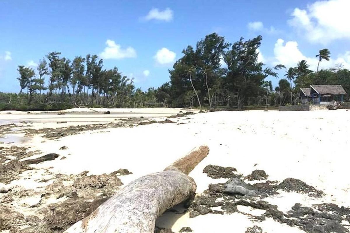 a tree branch laying on the sand on a beach