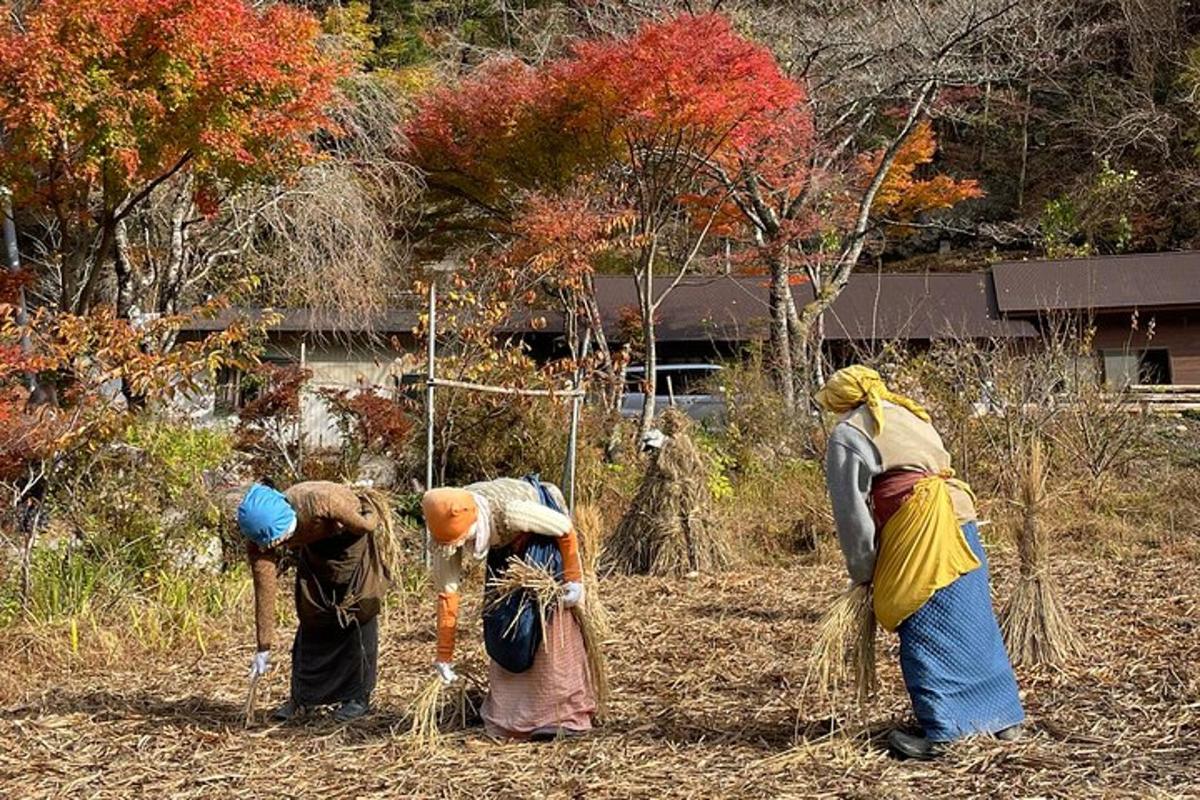 four women working on a tree in a field