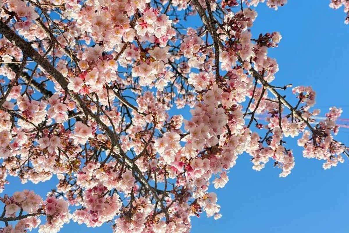 Una rama de un árbol con flores rosas.