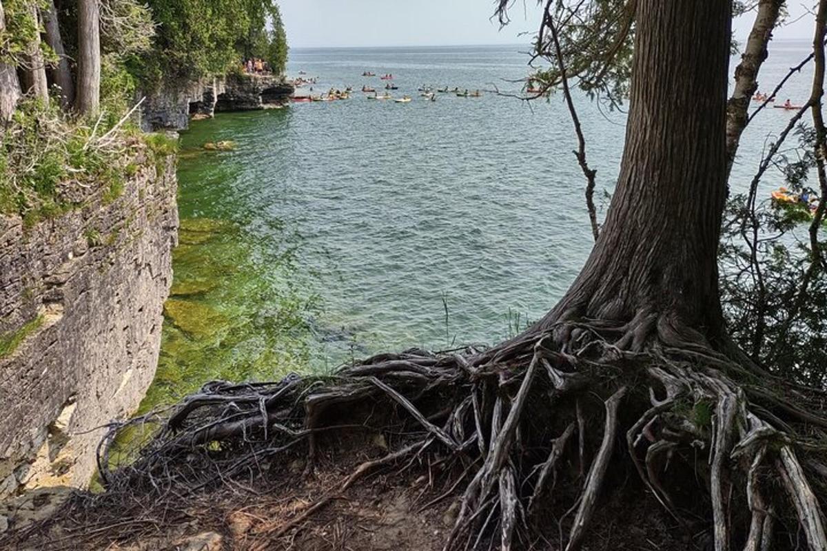 a tree with its roots in the water