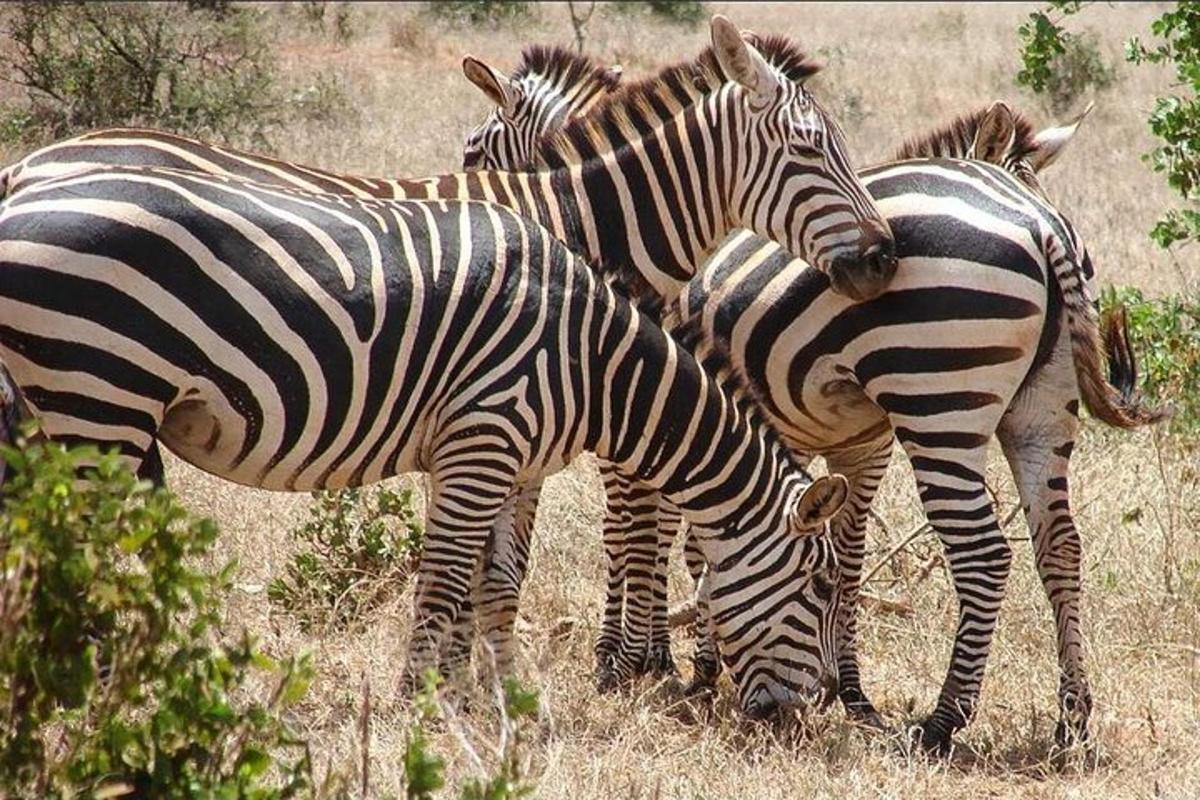 een groep zebra's grazend in een veld