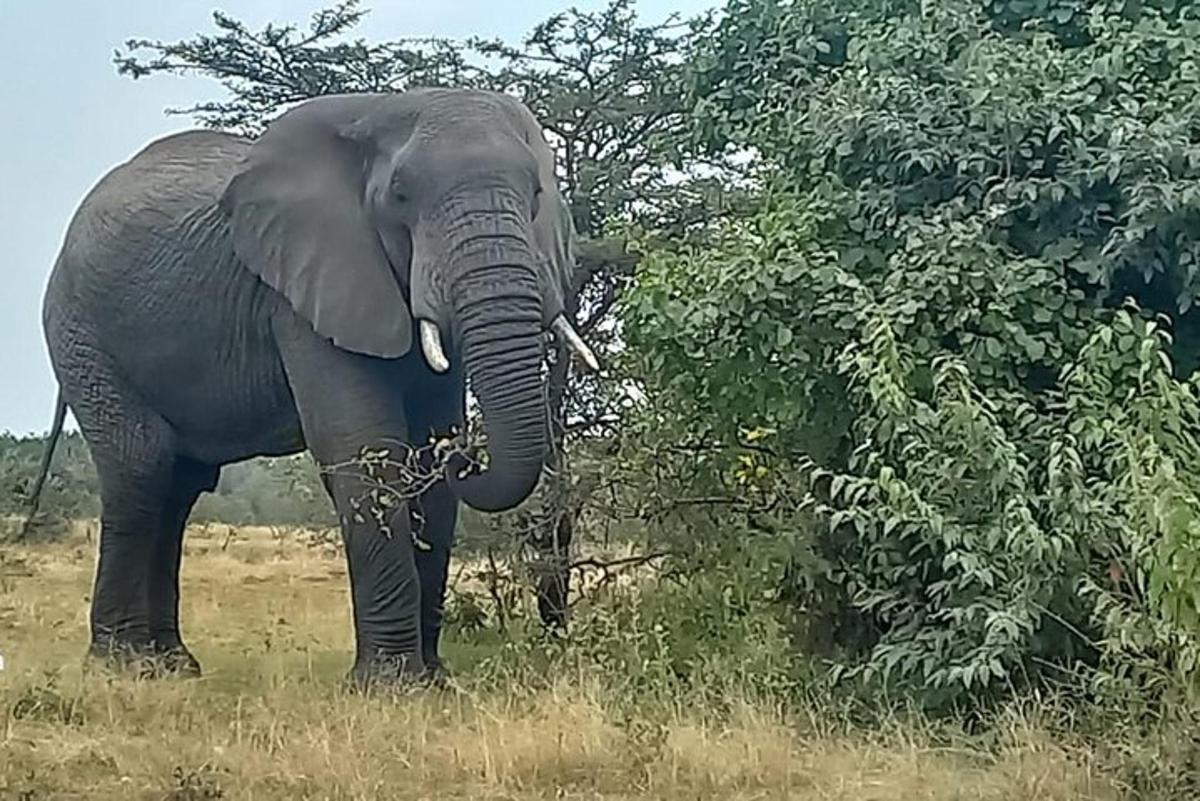 seekor gajah berdiri di sebelah pokok di padang