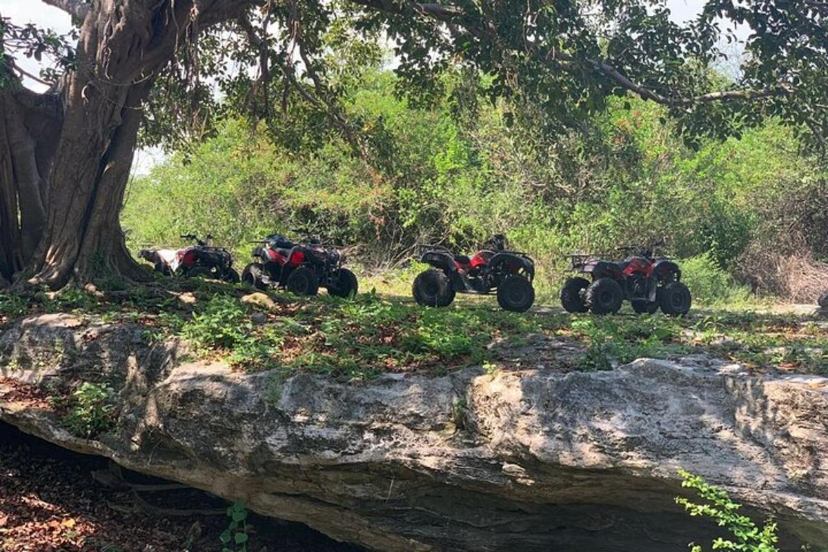 Un grupo de vehículos todo terreno estacionados en una roca debajo de un árbol.