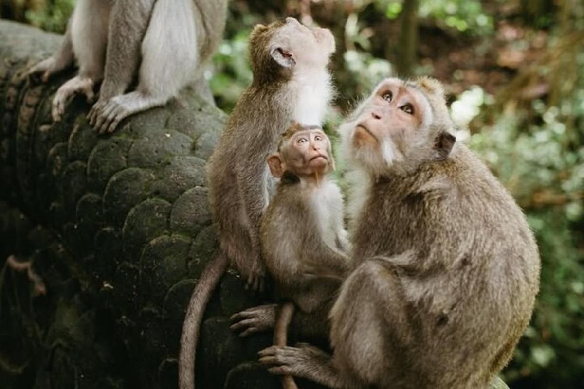un gruppo di scimmie sedute in cima a una roccia
