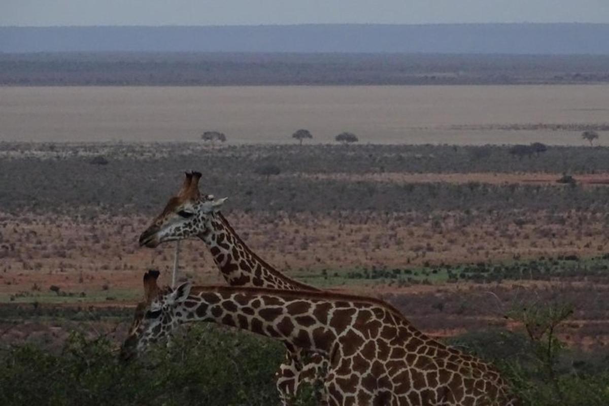 Dos jirafas paradas una al lado de la otra en un campo