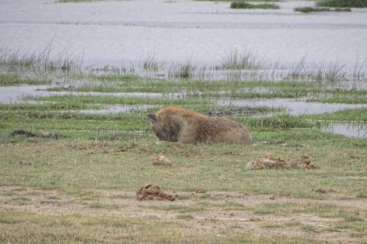 Un oso pardo tumbado en la hierba cerca del agua.
