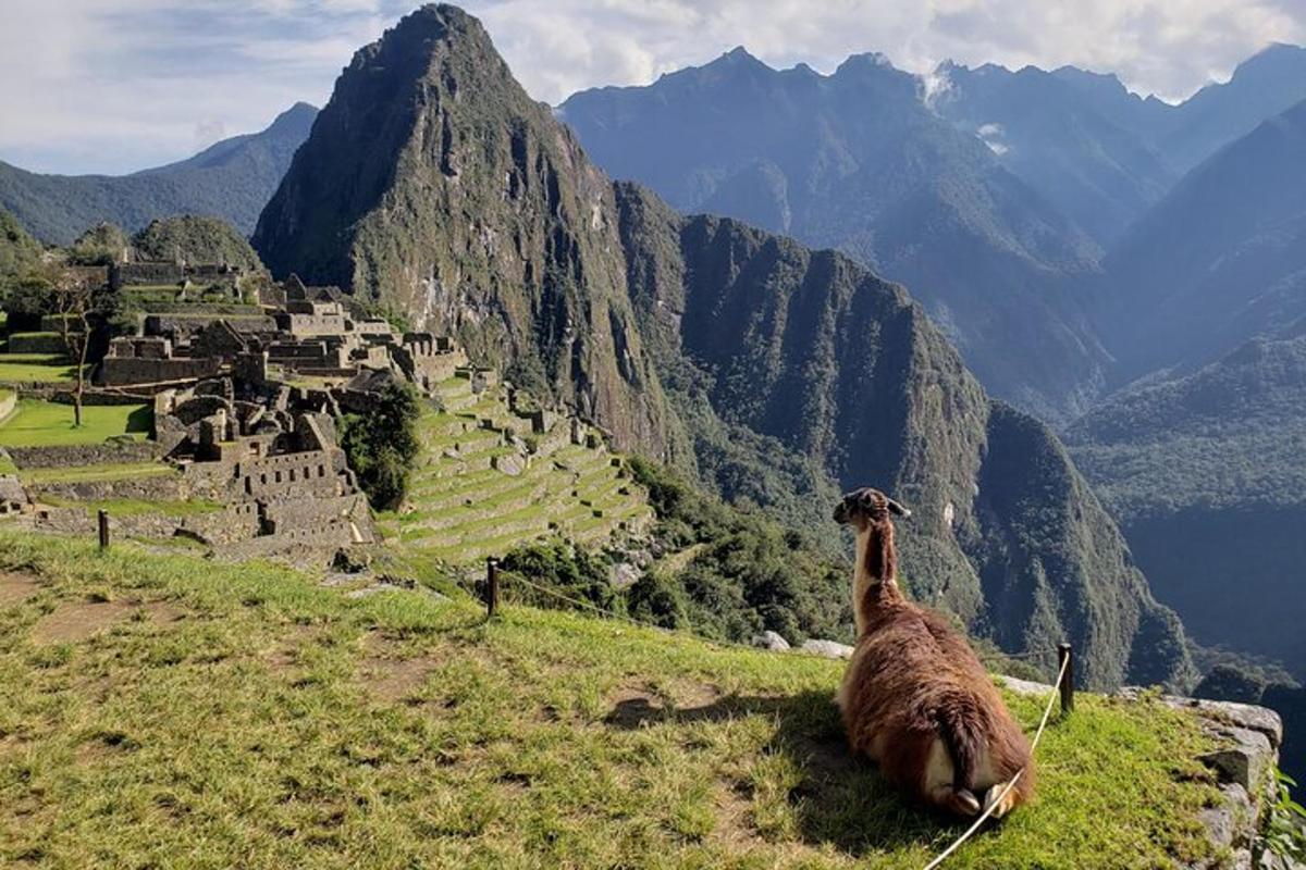 lama situr á fjallshlíð