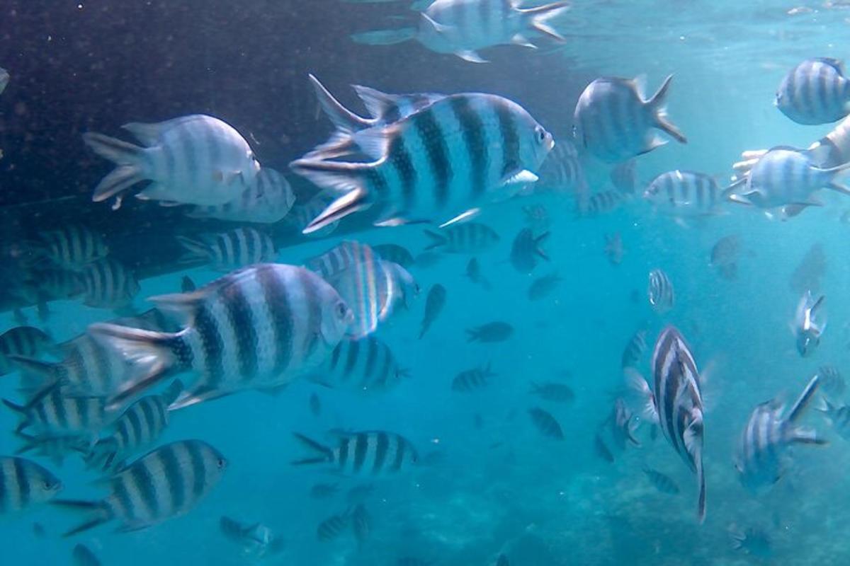 a group of fish swimming in the water