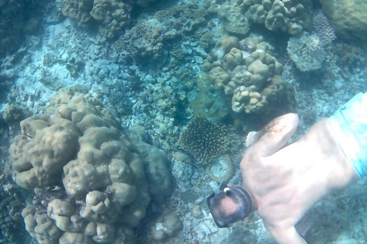 a person is looking at a coral reef