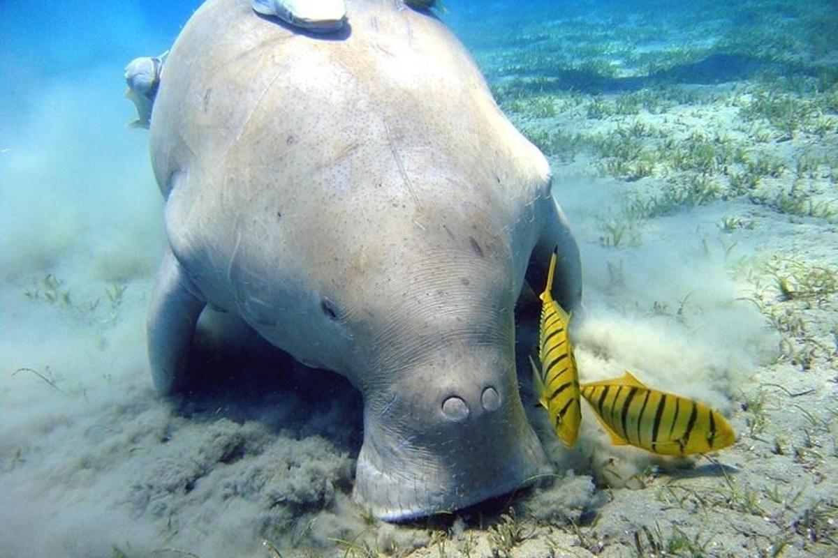 seekor gajah laut berbaring di dalam air bersama seekor ikan