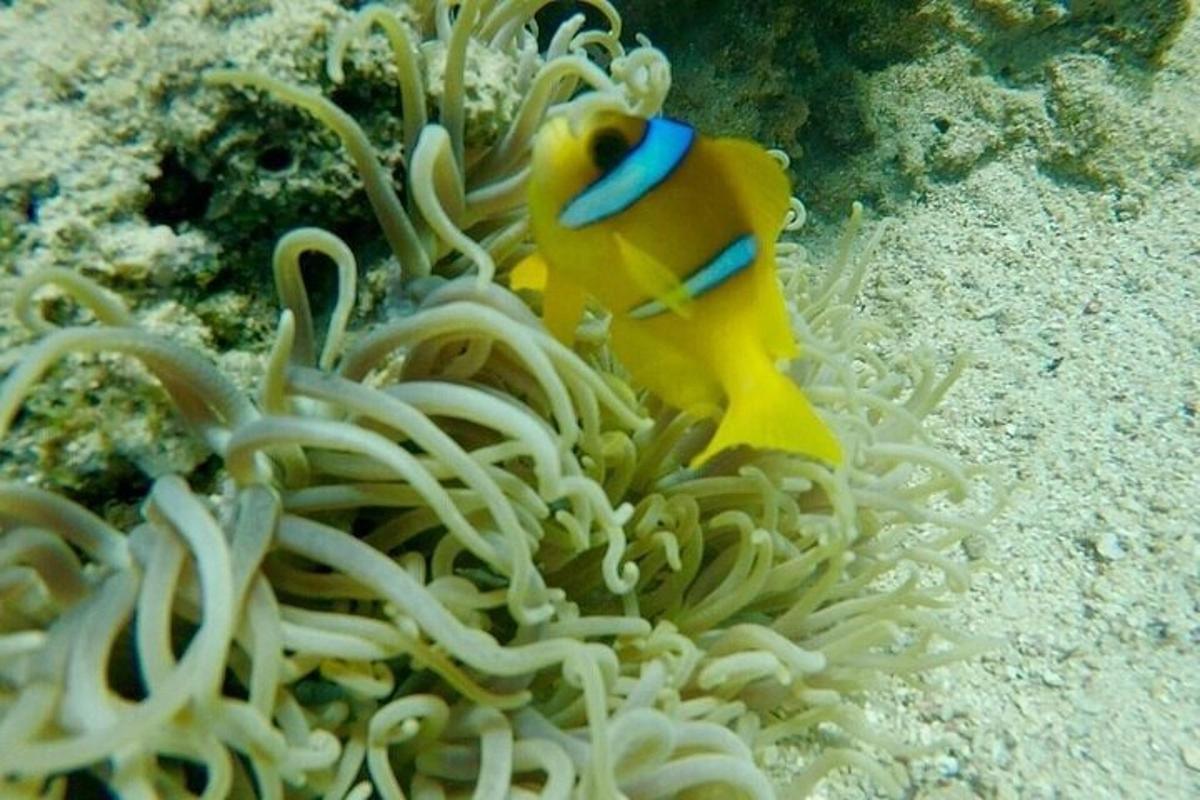 anemonesearch'ün tepesinde oturan sarı bir balık