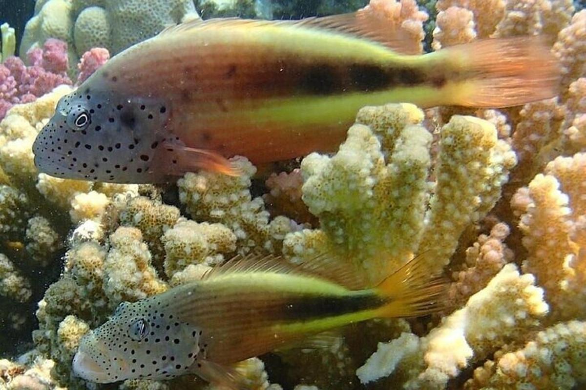 seekor ikan berenang di lautan di terumbu karang