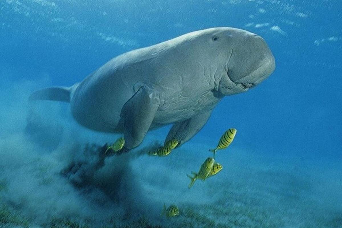 seekor ikan lumba-lumba berenang di dalam air bersama seekor ikan