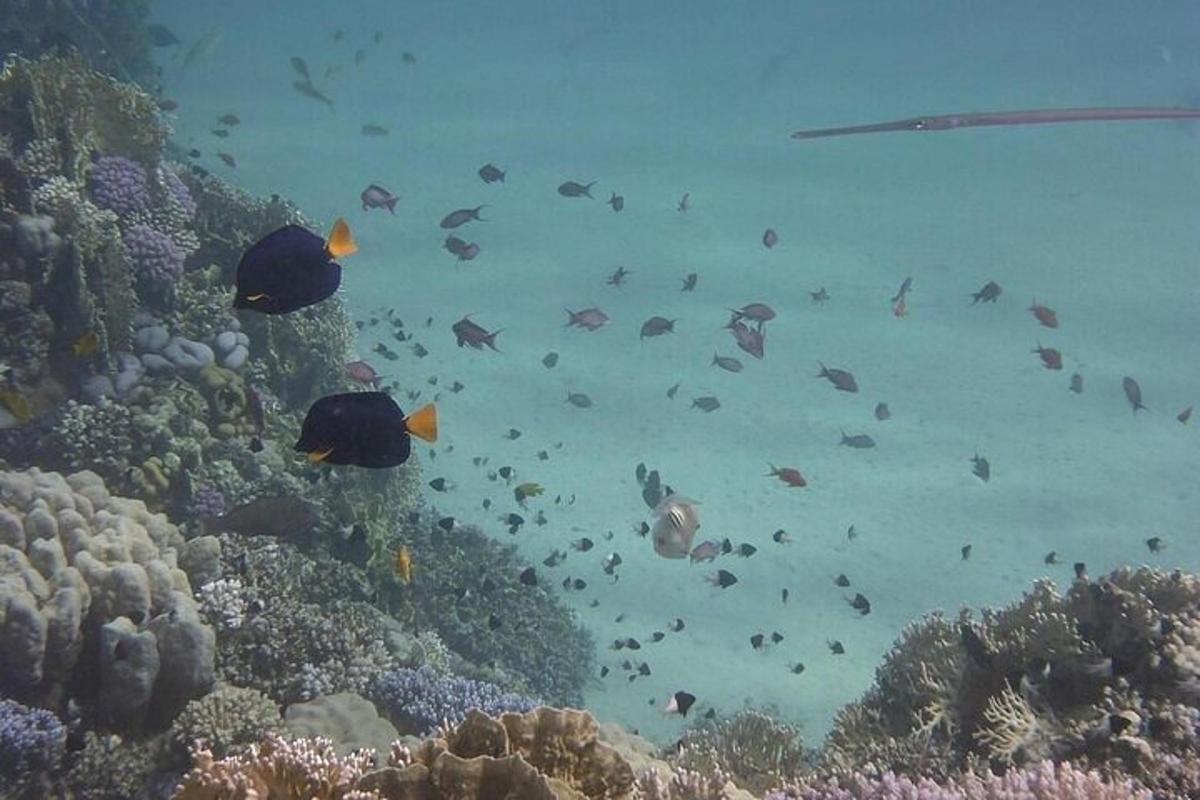 a group of fish swimming over a coral reef