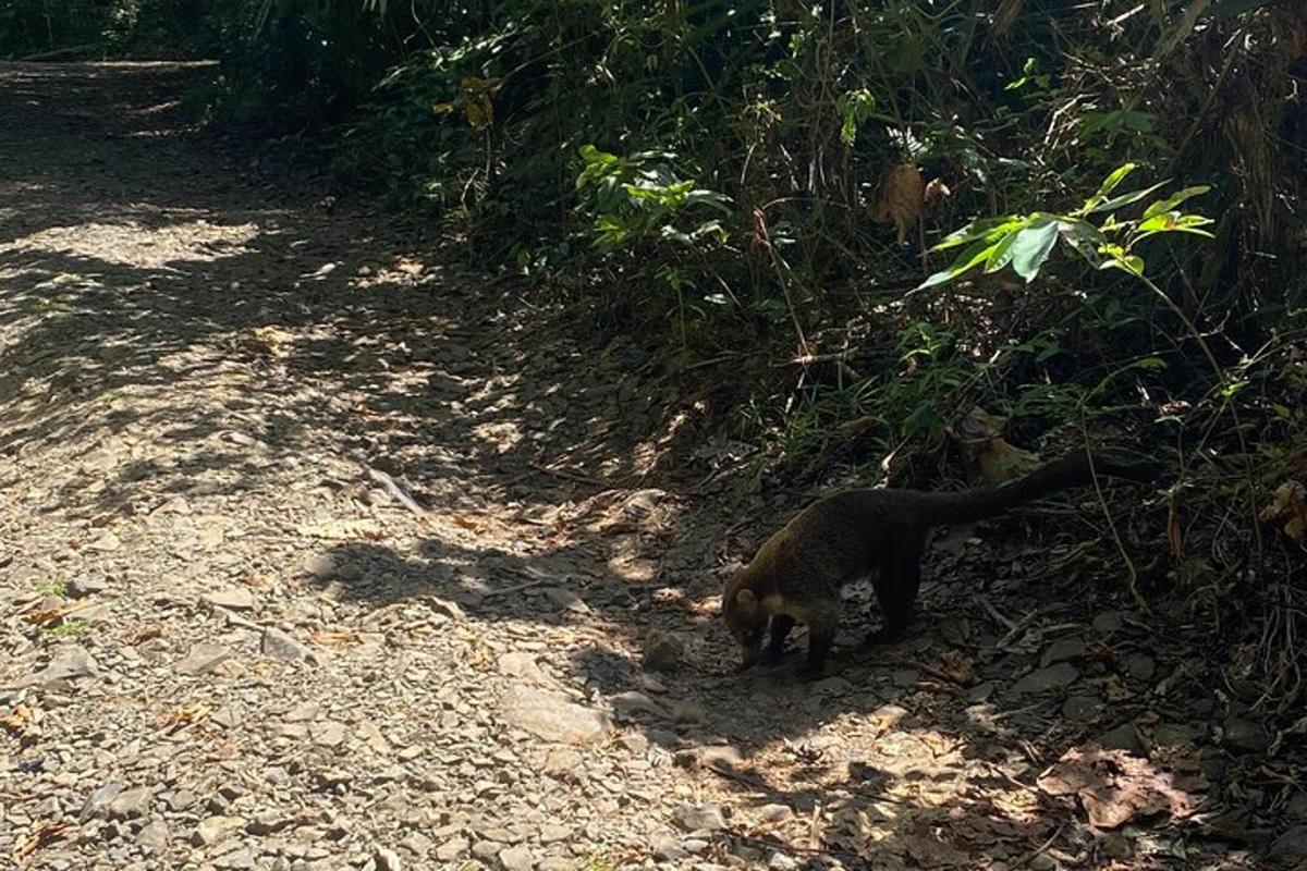 een kat die over een onverharde weg loopt