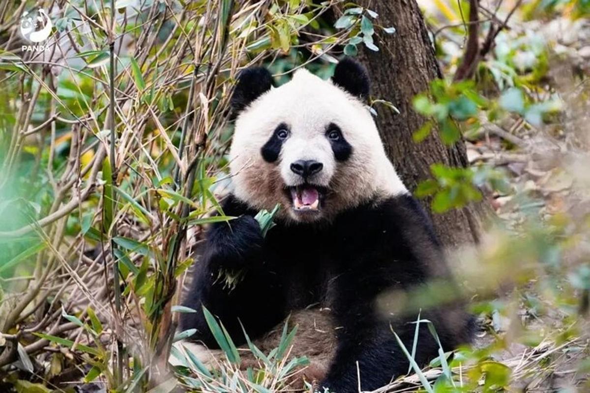 ein Pandabär, der neben einem Baum sitzt