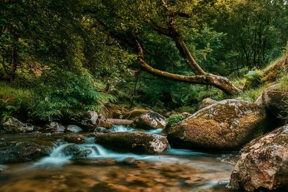 a stream in a forest with rocks and trees