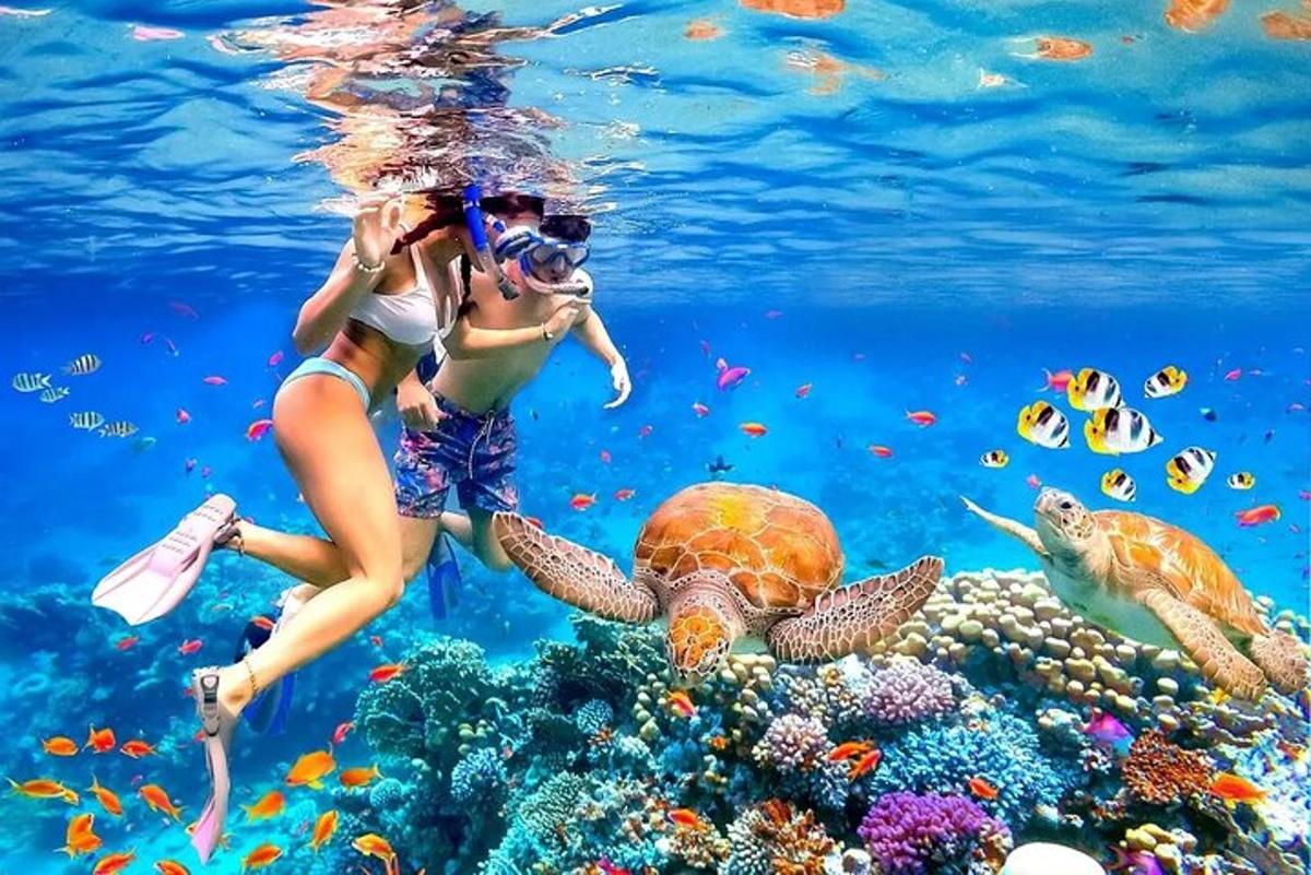 двоје људи фотографишу корални гребен са корњачом