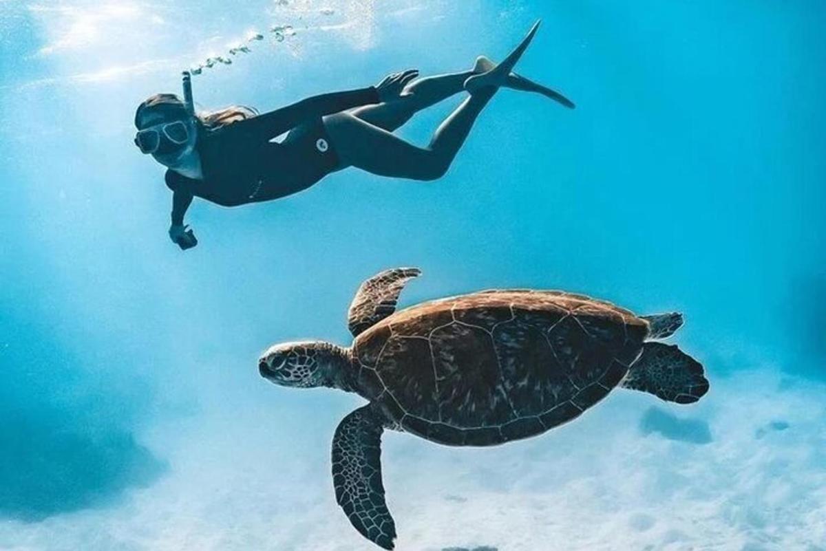 una donna in muta che nuota accanto a una tartaruga