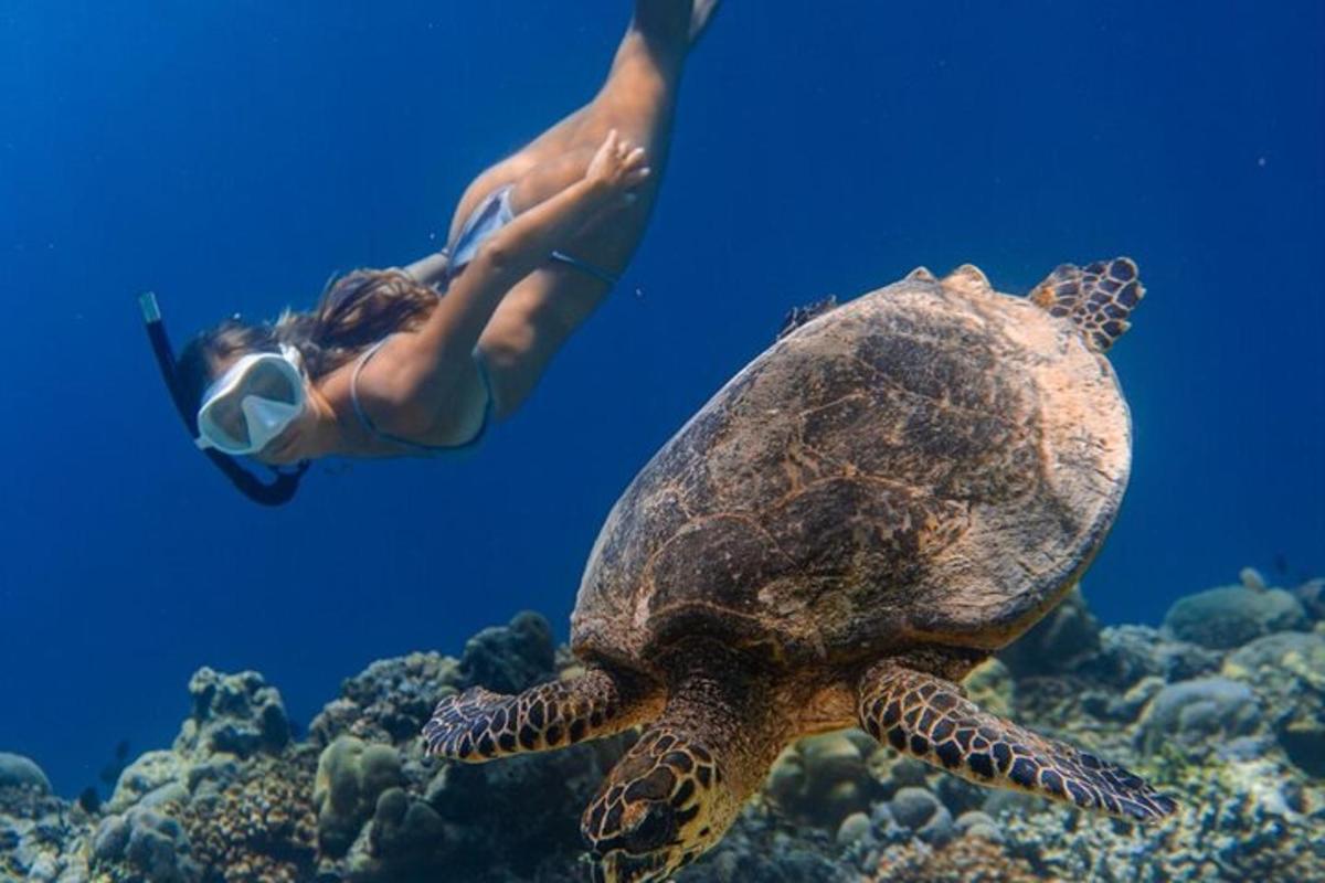una donna sta nuotando accanto a una tartaruga nell'oceano