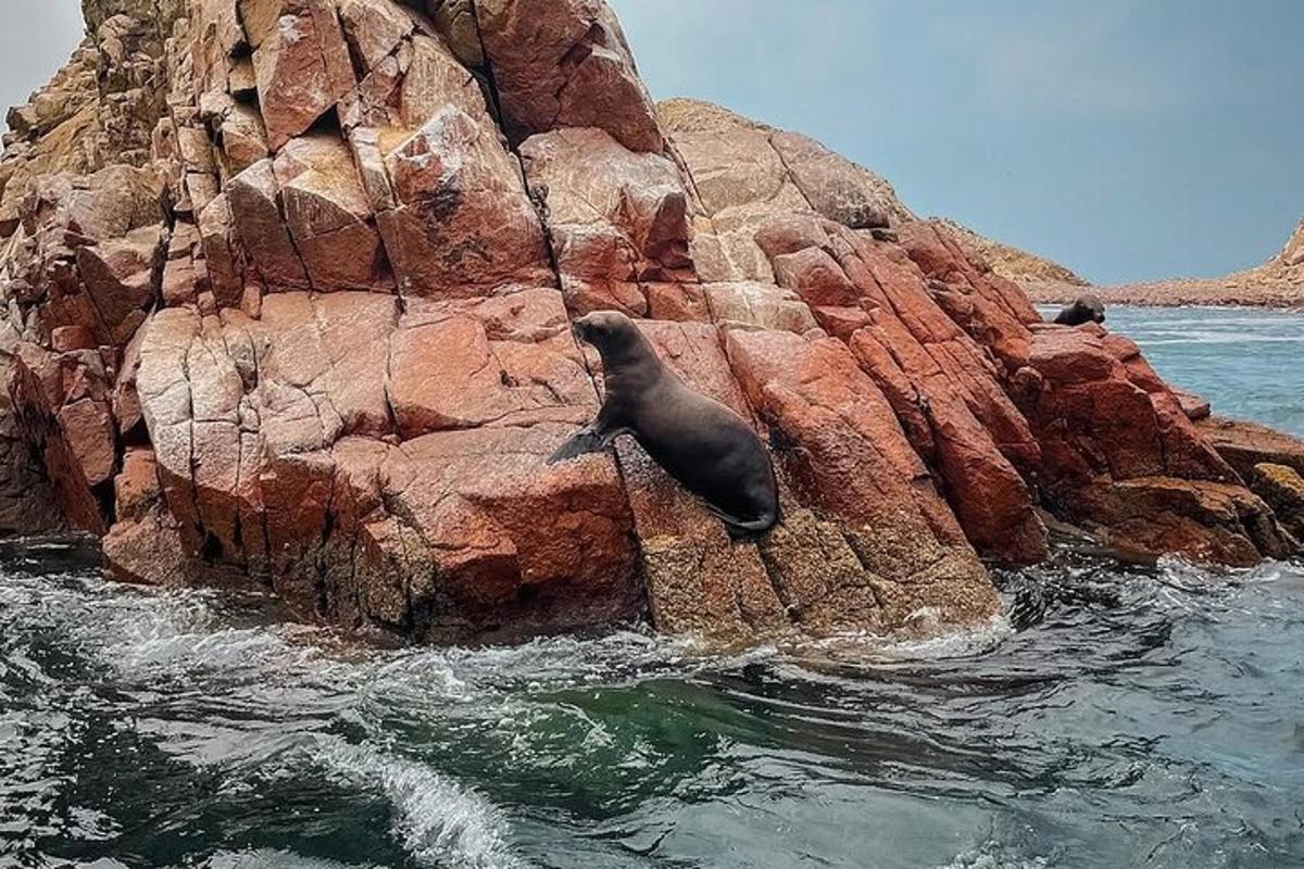 beruang kutub di atas batu di dalam air